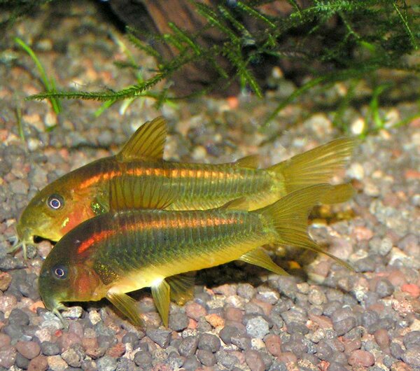 Corydoras sp "Orangestripe"