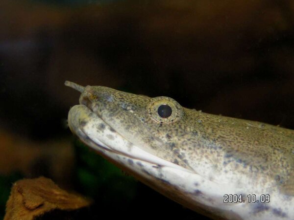 Polypterus endlicheri