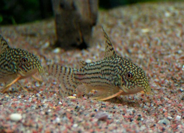 Corydoras sterbai