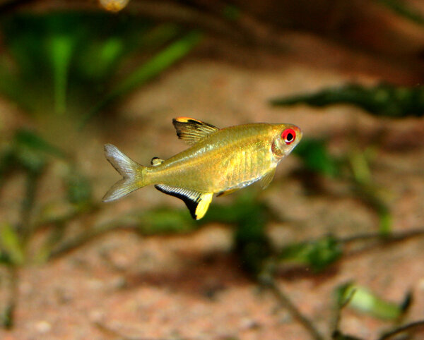 Hyphessobrycon pulchripinnis , citrontetra