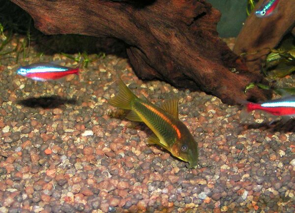 Corydoras sp "Orangestripe"