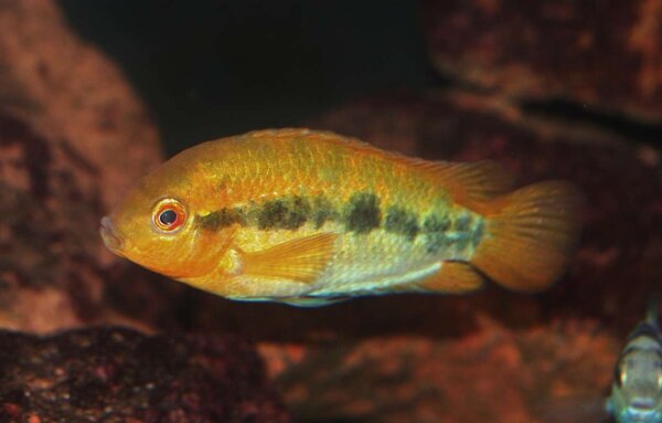 Archocentrus multispinosus "red eye"