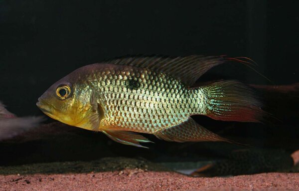 Chaetobranchus flavescens