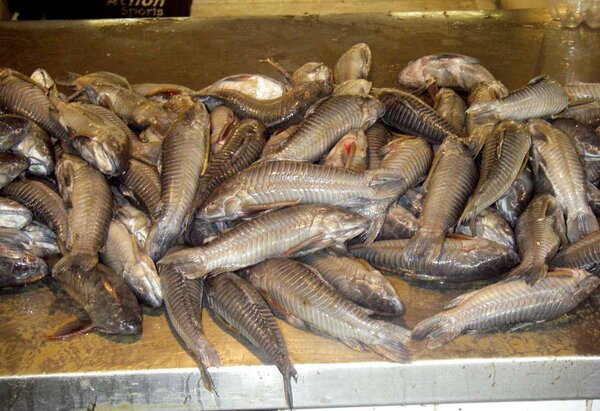 Fiskemarknaden i Manaus
