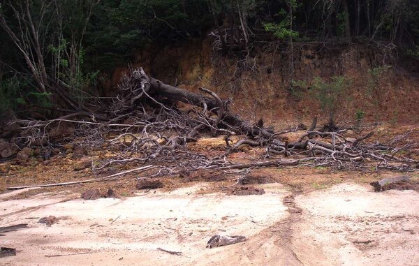 Flodbank i Acjatupa /Rio Negro