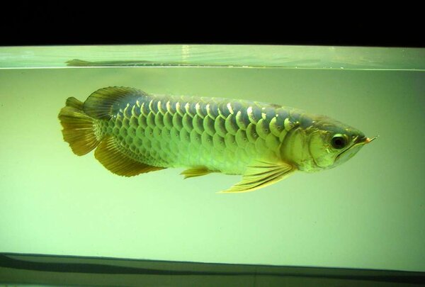 Goldenarowana