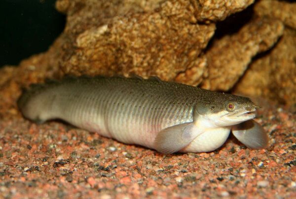 Polypterus senegalus