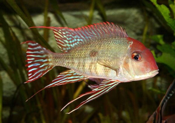 Geophagus sp"Tapajos Orange Head"