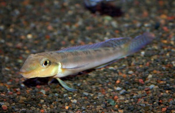 Teleocichla sp "Xingu"