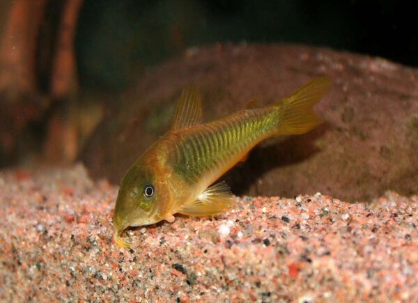 Corydoras melanotaenia