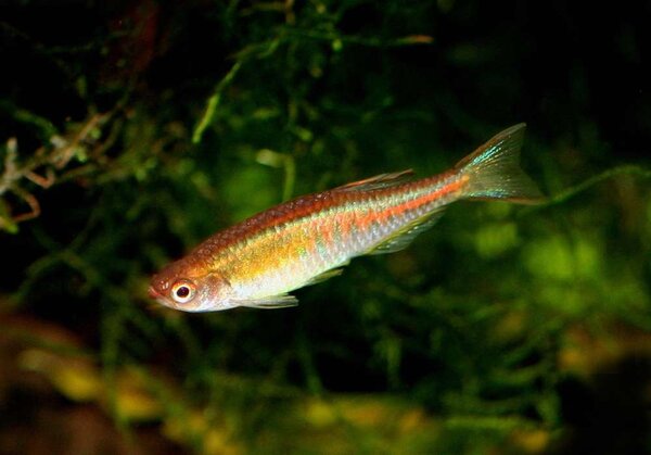 Danio choprae