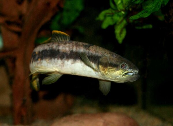 Erythrinus sp "peru" - Vargtetra