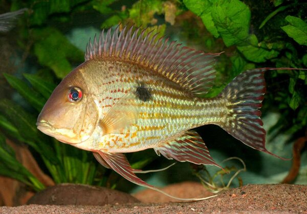 Geophagus abalios