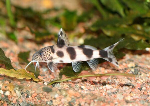 Synodontis sp