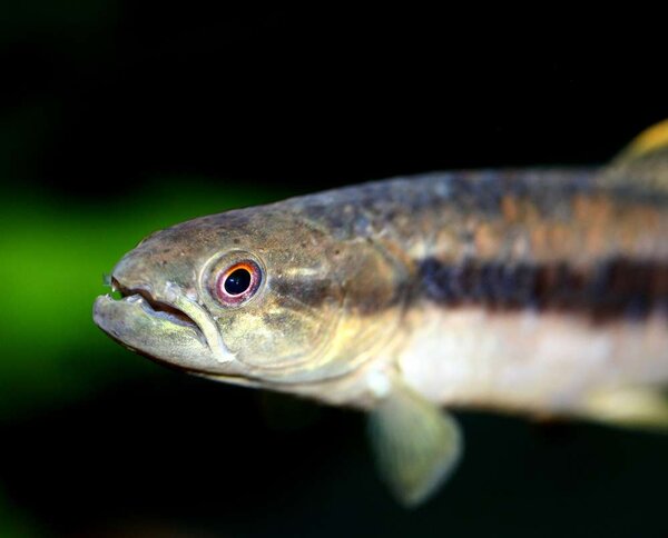 Erythrinus sp "peru" - Vargtetra