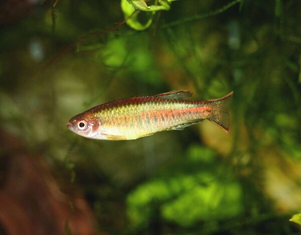 Danio choprae