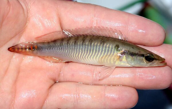 Crenicichla