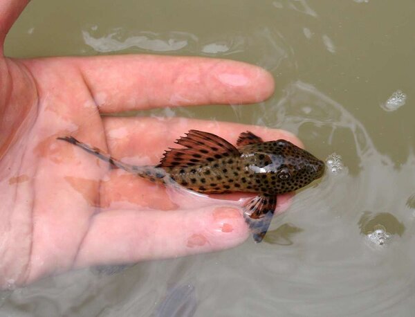 Hypostomus sp L166