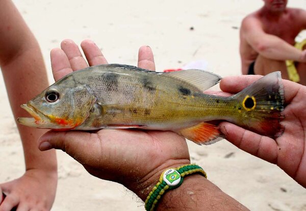 Cichla ocellaris