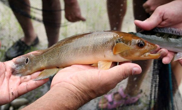 Crenicichla sp "Rio Negro"