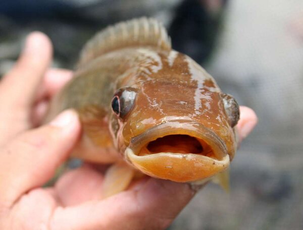 Crenicichla sp "Rio Negro"