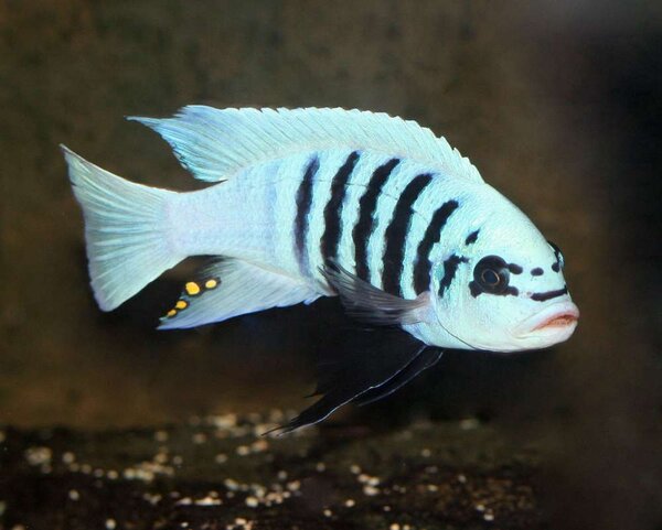 Metriaclima zebra"Maisoni Reef "