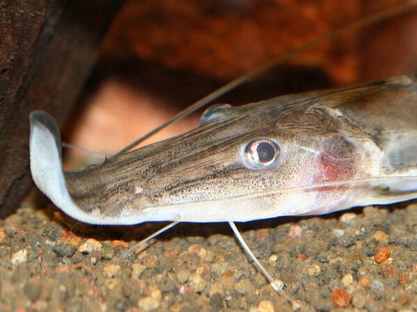 Platystomatichthys sturio