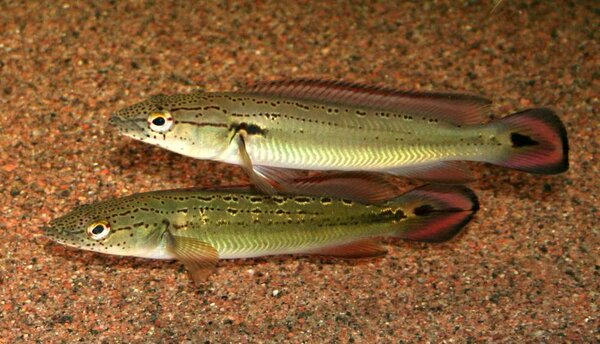 Crenicichla marmorata