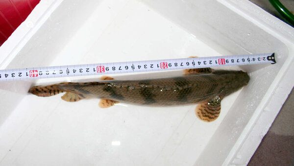 Polypterus endlicheri 43cm