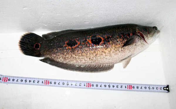 Channa pleurophthalma 37cm