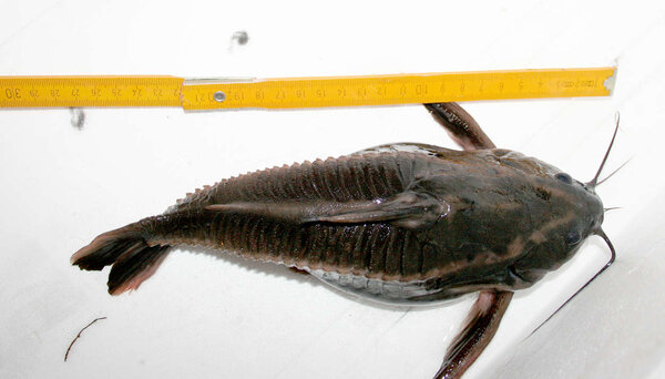 Platydoras costatus , chokladmal 28cm