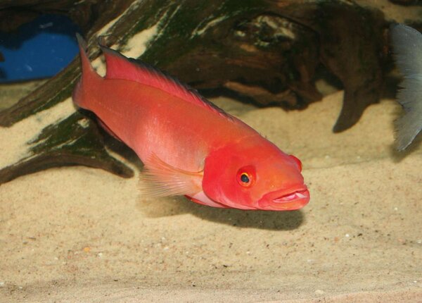 Crenicichlared sp. "Atabapo red"