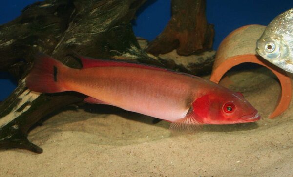 Crenicichla sp. "atabapo red"