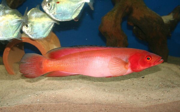 Crenicichlared sp. "Atabapo red"
