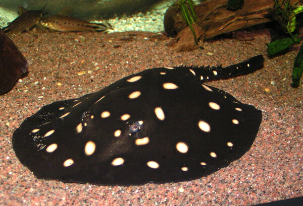 Potamotrygon leopoldi