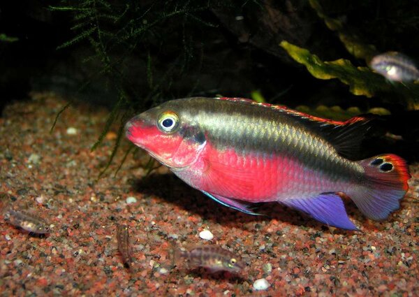 Pelvicachromis pulcher