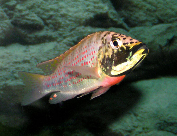 Ctenochromis horei