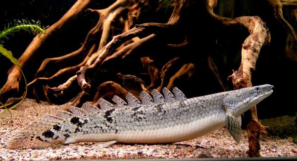 Polypterus delhezi