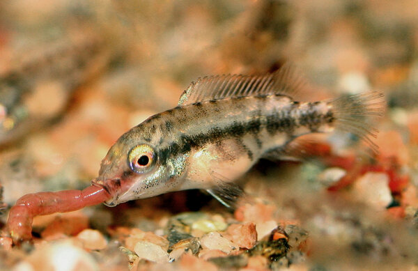 Pelvicachromis pulcher , yngel