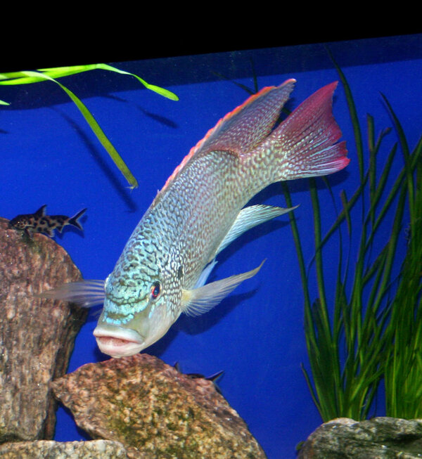 Oreochromis tanganicae