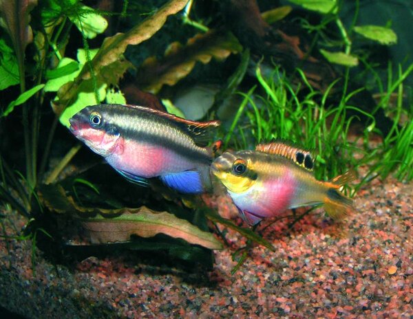Pelvicachromis pulcher par