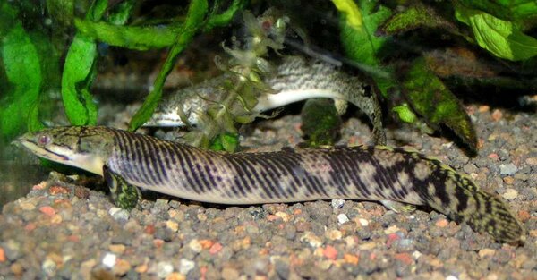 Polypterus retropinnis