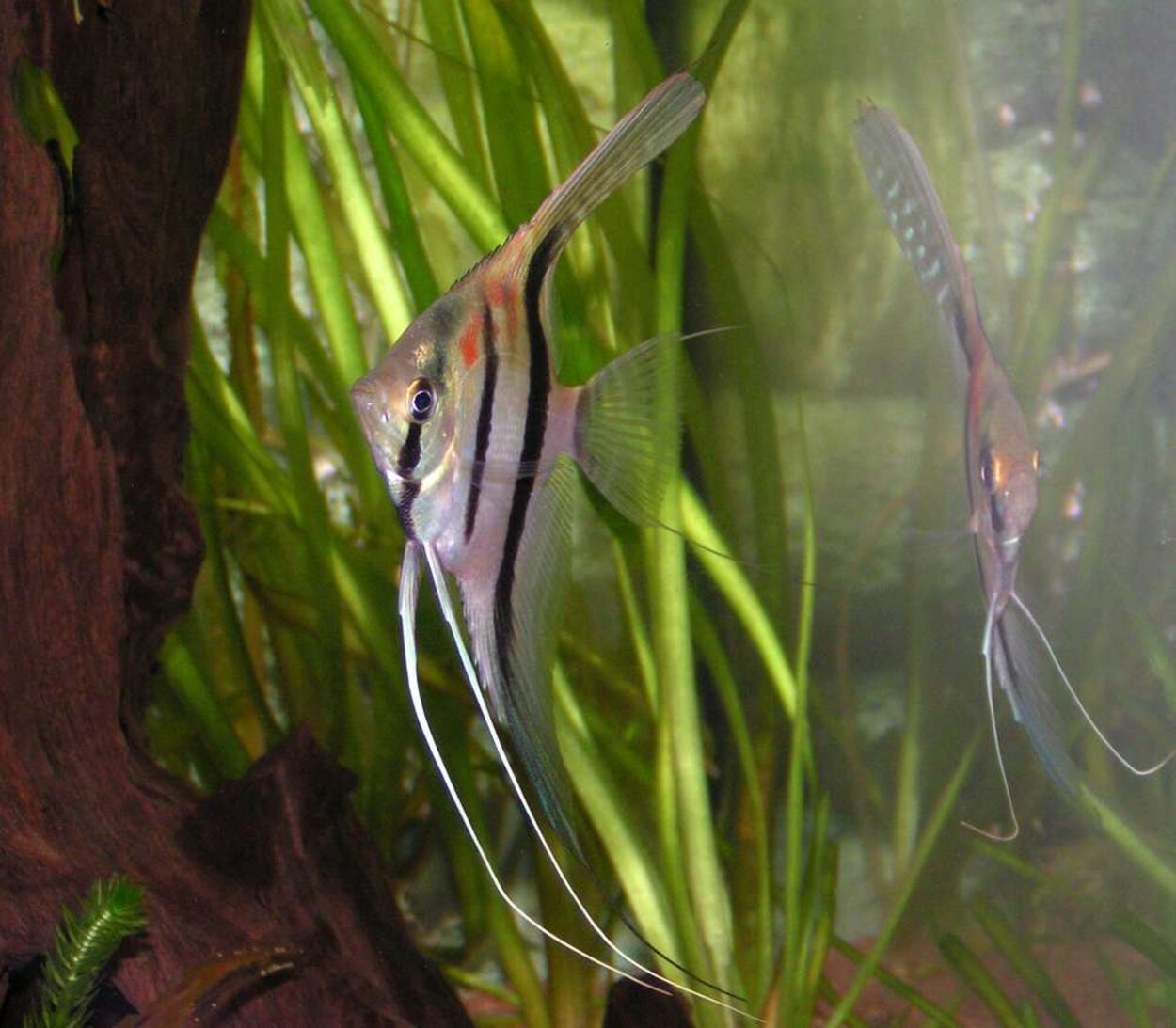 Pterophyllum scalare "redback"