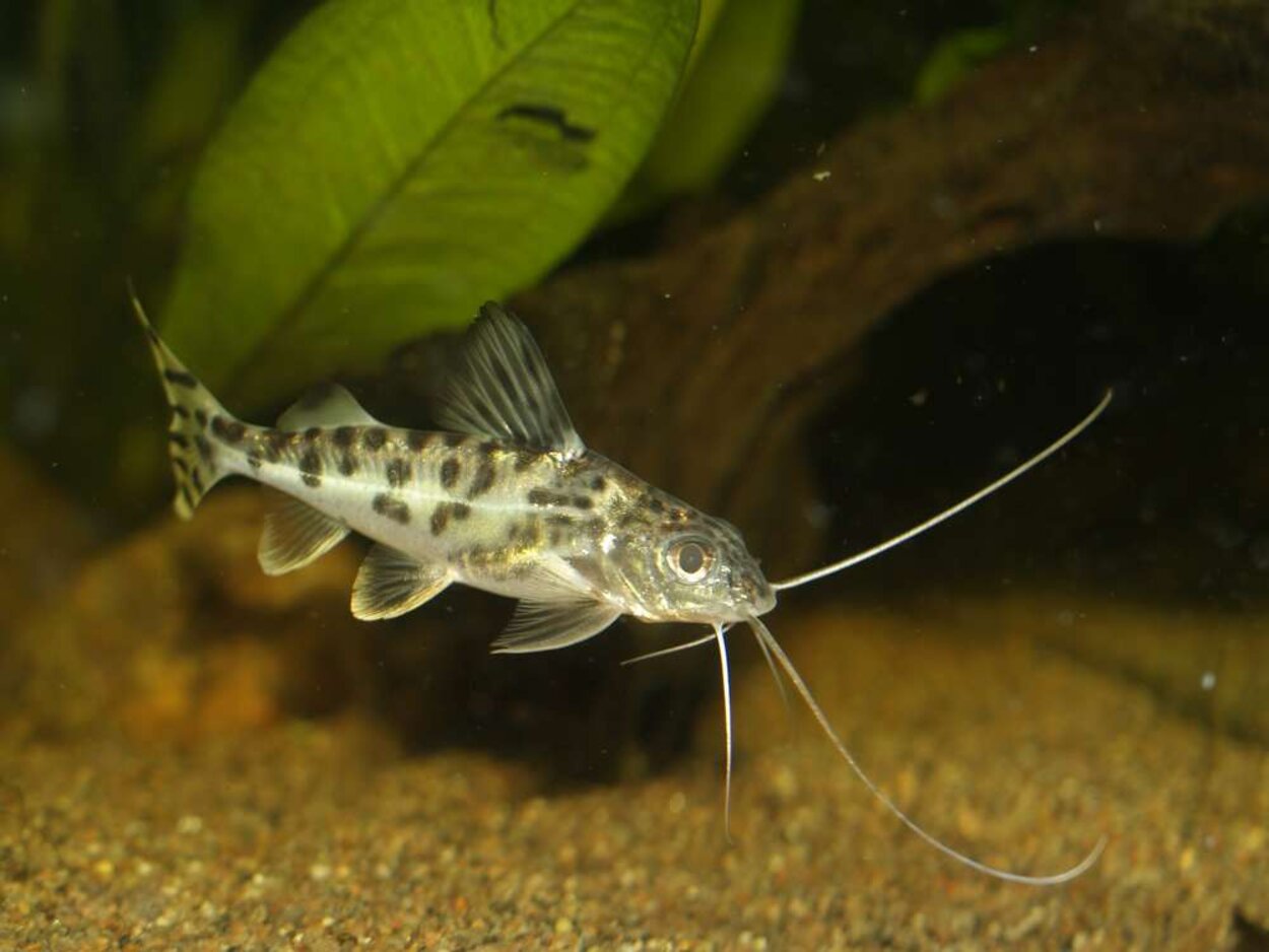 Pimelodus pictus