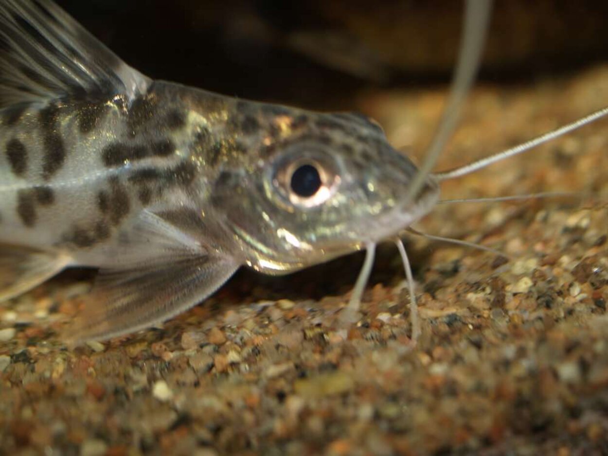 Pimelodus pictus