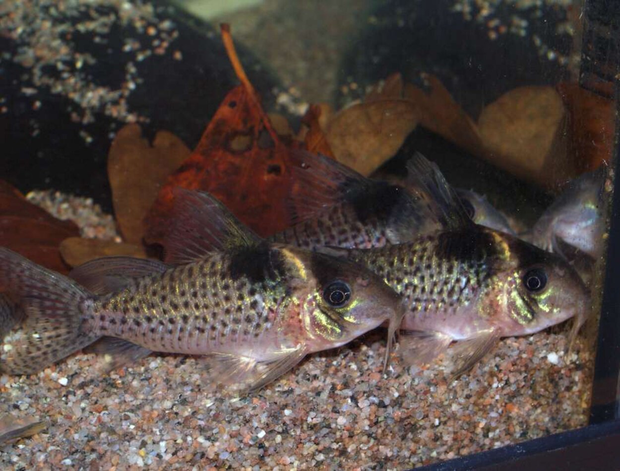 Corydoras brevirostris