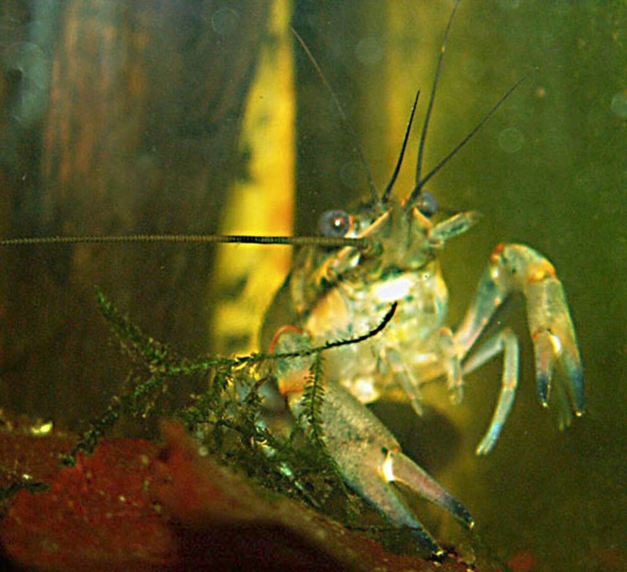 Cherax quadricarinatus