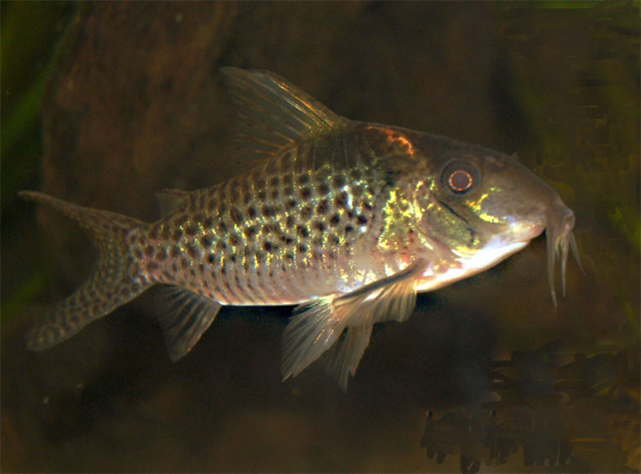 Corydoras brevirostris