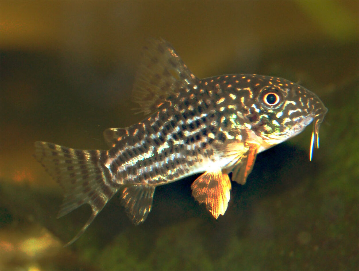 Corydoras sterbai