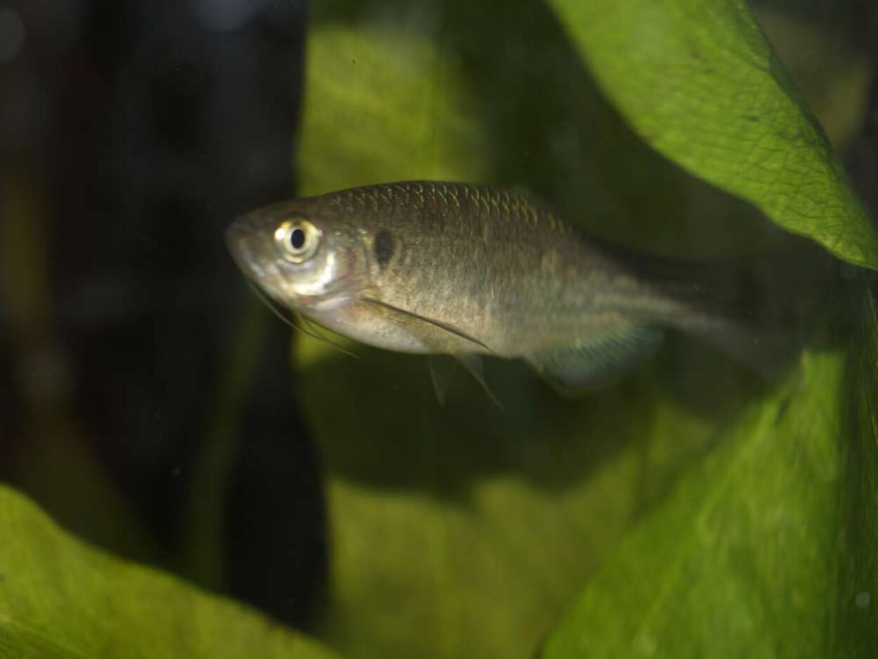 Danio  dangila